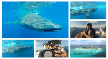 whale shark discovery